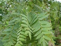 Angel's Mist Frankincense Essential Oil