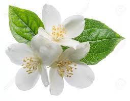 Angel's Mist Jasmine Absolute Essential Oil