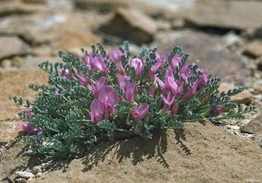 Astragalus Tincture