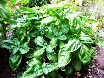 Basil Tincture