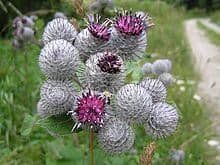 Burdock Root Tincture