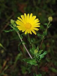 Calendula Tincture