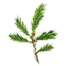Angel's Mist Cedarwood Essential Oil