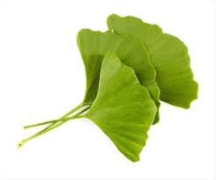 Ginkgo Biloba Tincture
