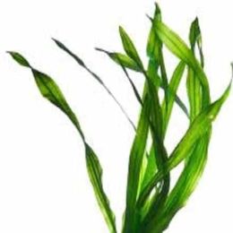 Kelp Tincture