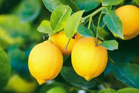 Angel's Mist Lemon Essential Oil