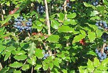 Oregon Grape Root Tincture